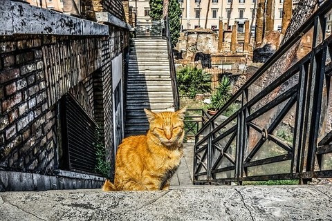 gato romano amarillo en roma